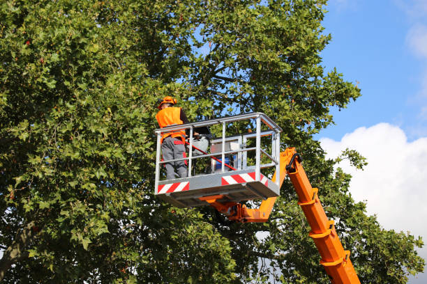 The Steps Involved in Our Tree Care Process in Ama, LA